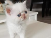 Snopy Surat Show Kalite Bebek Kedilerimiz