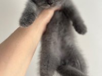 Orjinal ırkta nadir bulunan bir cins british shorthair