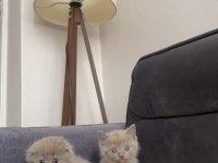 6 gold yavrum scottish fold