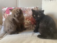British shorthair ender renkli iki yavrumuz