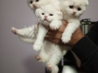 Anne baba şecereli koca kafa british shorthair yavrular