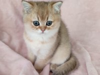 Şafkan British Shorthair