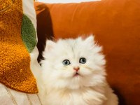 Güzel british longhair prensesim