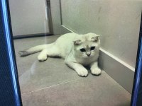 Scottish fold silver beyaz dişi 5 aylık eğitimli