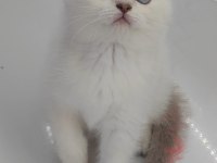 British shorthair yavru