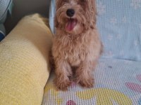 Maltipoo Erkek Yavrumuz