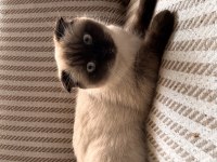 Scottish fold kısır değildir