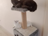Ns1133 Sağlıklı mavi gözlü scottish fold dişimiz