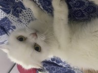 Beyaz scottish fold