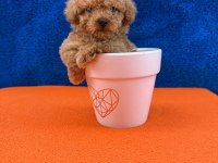 Show kalite kg boy garantili poodle