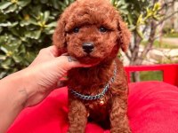 Sevimli Toy Poodle Yavrularımız