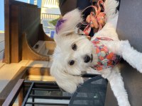 Dişi terrier köpeği ücretsiz