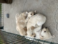 Baby face safkan golden retriever yavrular