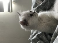 Ns11 silver point british longhair