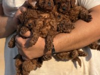 AŞILI ÇİŞ EĞİTİMLİ BÜYÜMEYEN TOY POODLE BEBEKLER 