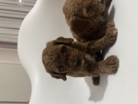 Toy Poodle Yavru Köpekler