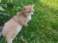 British Shorthair Ny11 Dişi