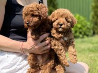 TOY POODLE YAVRULARI