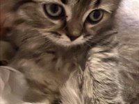 Scottish longhair golden tabby