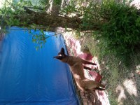 9 aylık safkan dişi belçika malinois