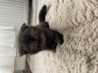 Çankaya erkek scottish fold yavru