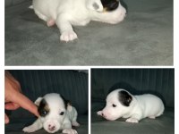 Kısa bacak jack russell yavrular İzmir Kemalpaşa