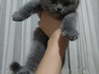 52 günlük british shorthair yavrularımız