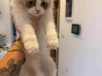 RAGDOLL DİŞİ