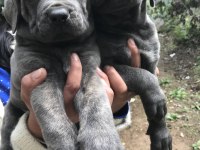 Blue dev gibi cane Corso yavrularımız