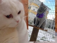 Safkan Çok Tatlı British Shorthair Yavrular