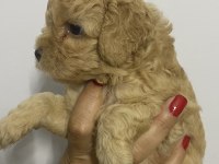 Erkek tam toy poodle maks 3 kg ırk garantili