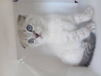 Dünyalar Tatlısı Scottish Fold Yavrularım