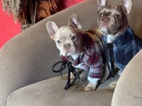 Mükemmel anatomi ve renkler french bulldog