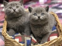 BLUE BRITISH SHORTHAİR YAVRULARIM