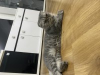 Yaklaşık 5 yaşında kısır ve dişi scottish fold
