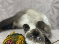 Scottish Fold Seal Point (3 Aylık Dişi)