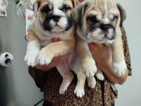 Türkiye'de En Orjinal İngiliz Bulldog Bebekler