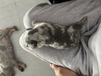 Saf kan french bulldog yavruları