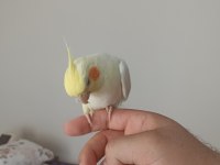6 aylık erkek full evcil esenyurt elden teslim sultan