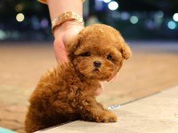 A Scrli̇ Ev Üreti̇mi̇ Toy Poodle Yavrularimiz kore
