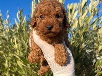 TOY POODLE BEBEKLERİMİZ