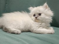 golden british shor-longhair blue point
