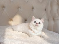 TEDDY BEAR İRİ GÖZ GERÇEK AYI SURAT BRİTİSH YAVRUM