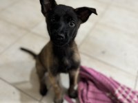 Muazzam renk maske anne baba iş köpeği .