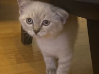 SAHİBİNDEN TÜM EŞYALARI İLE UYGUNA SAFKAN KEDİMİZ