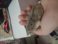 2 aylık roborovski hamster