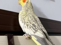 Evcil Konuşabilen Sultan Papağanı Yavruları