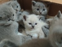 1 haftaya teslime hazır british shorthair yavrular