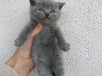 British shorthair yavrularımız