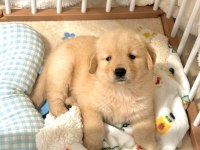 Kaliteli oyuncu golden retriever yavrular
